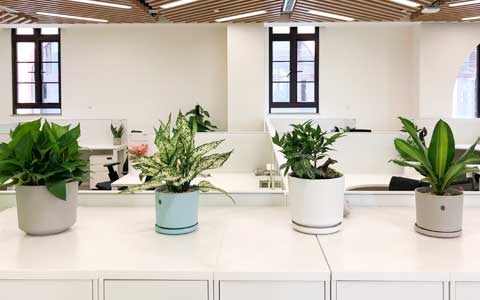 �칫������ֲ����ô����������������Ҫ����