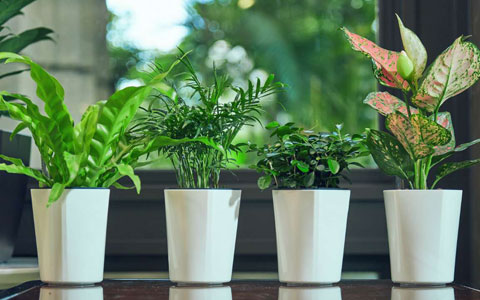 ��ֲ����ר�������ջ�������֪ʶ«�������𻢣�����Ƥ����ˮС����